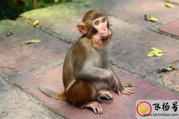 宠物猴子多少钱一只（猴子的智商相当于几岁）-第1张图片-飞扬号