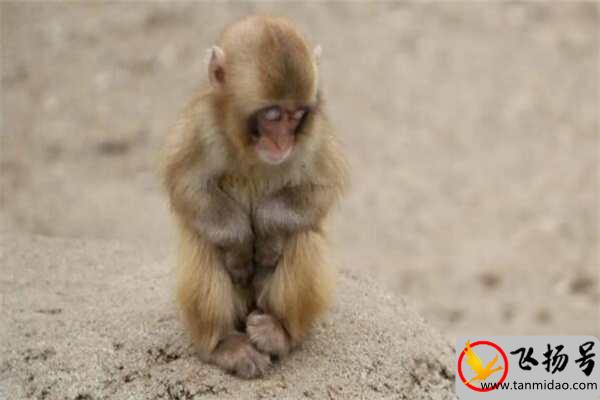 宠物猴子多少钱一只（猴子的智商相当于几岁）-第3张图片-飞扬号