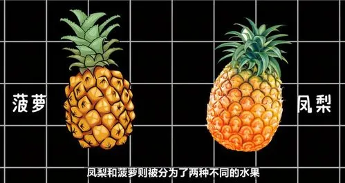 菠萝和凤梨有什么区别？它们是同一种水果吗-第1张图片-飞扬号