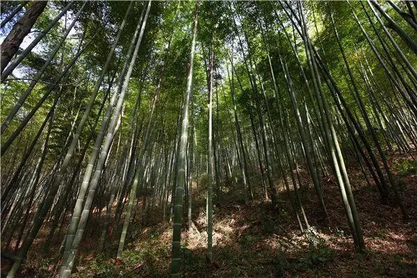 楠竹是什么材质-第2张图片-飞扬号