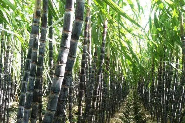 甘蔗产地在哪里-第2张图片-飞扬号